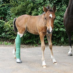 Fohlen & Notfallmedizin