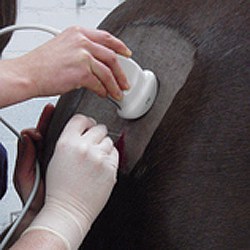 Bildgebende Diagnostik